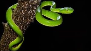 Download lagu snake status |  beautiful snake | snake WhatsApp status | new video | new snake WhatsApp status mp3
