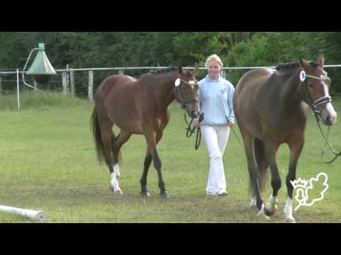 Stuteneintragung Pferdestammbuch SH/HH - Schrittring deutsche Reitponies
