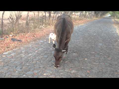 Facundo Mi Bull terrier ingles vs Toro Bravo