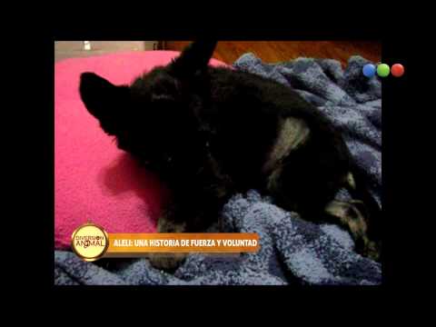 Aleli, la historia de su pelea por la vida, Parte 1 - Diversion Animal