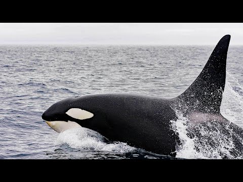 Orca - The Most Intelligent Animal in the Sea / Documentary