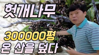 22살 헛개나무 귀농, 19년간 30만평 심었던 진짜 이유