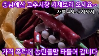 홍고추 건고추시세  폭락