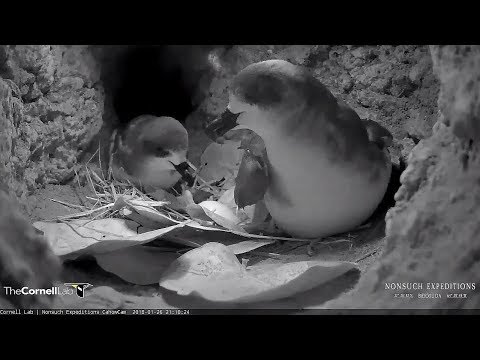 2018/01/26 Bermuda Cahow~Change of guard ~