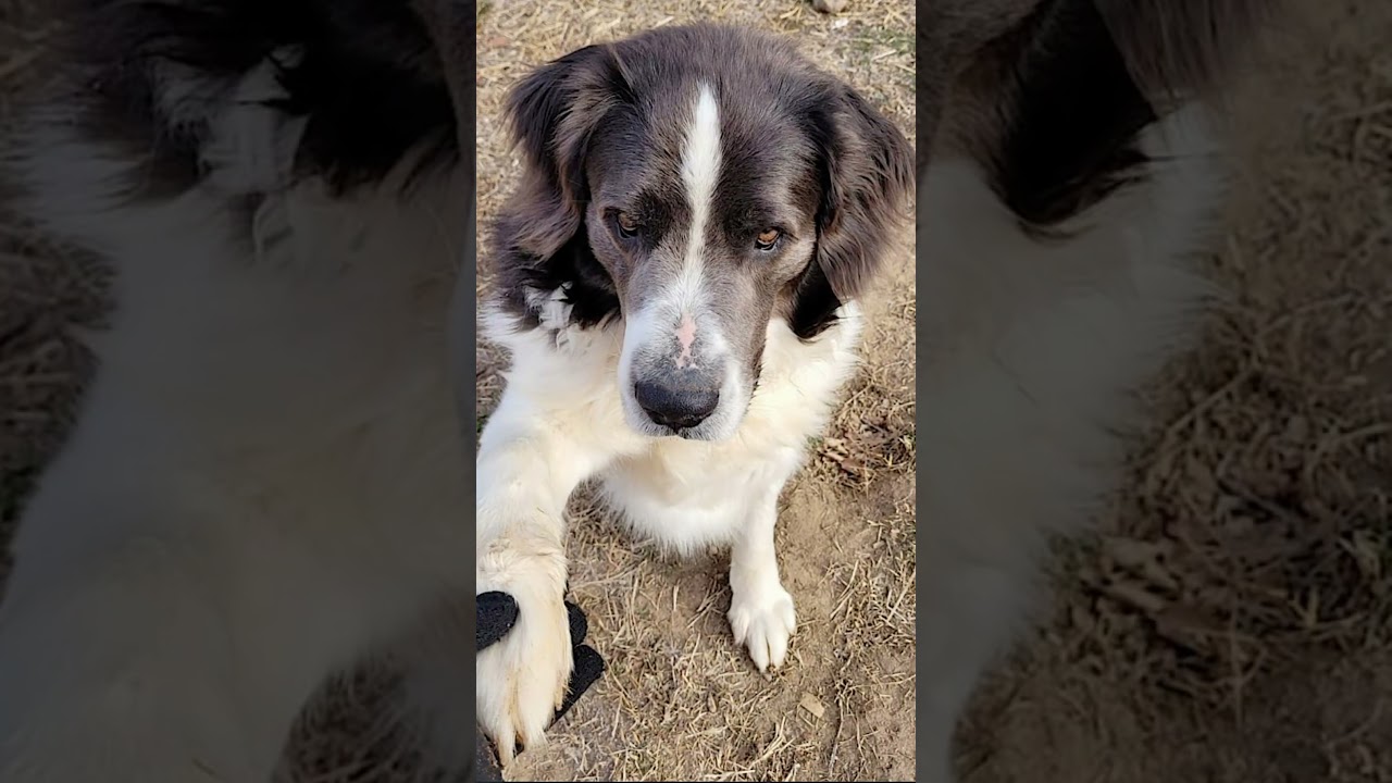 Enlarge George and Piper, a Adoptable mixed breed in Baltimore, MD video 6/6