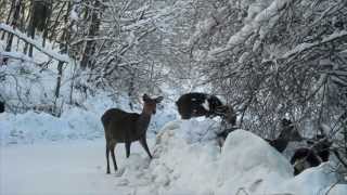大雪の日本鹿