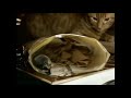 House Hippo