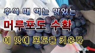 [텃밭농부 1,663]  추석 때 먹는 맛있는 머루포도 수확. #포도재배 #머루포도