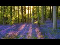 Bluebells ~ Relax Music