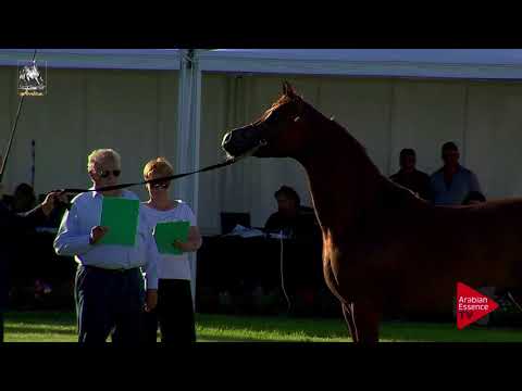 N.52 INVICTUS - 2017 Italian Nationals - 3 Years Old Colts (Class 6)