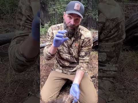 Make a Game Warden Happy - Bear Tip! #pursuitwithcliff