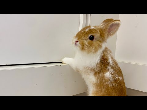 園芸 ウサギの尻尾、大きなイケメン