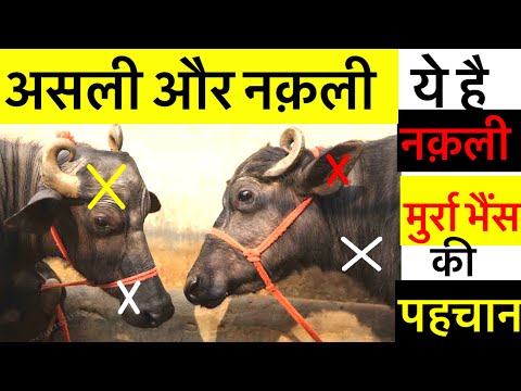आपके पास हो सकती है।नक़ली मुर्रा भैंस जाने असली की पहचान।Murra bhains ki khasiyat