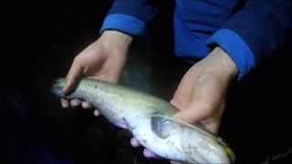 Где ловить сома на реке луга
