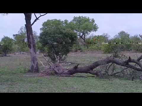 Djuma: Impalas with lambs - 11:42 - 11/14/21