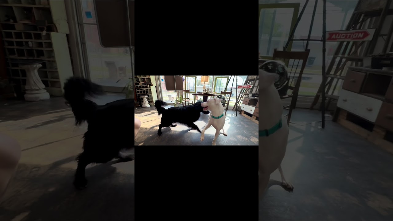 Enlarge Powder, a Adoptable mixed breed in Ennis, TX video 4/6