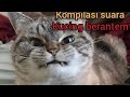 Kompilasi Video Kucing Berantem