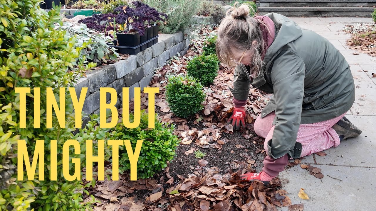 🪏Planting The Most Underrated Early Spring Bulb… Iris Reticulata