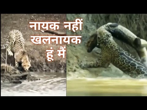 जब मगरमच्छ ने किया बाघ पर हमला || The crocodile attacked the tiger || Nayak nahin khalnayak Hun main