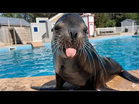 Hilarious Compilation of Funny Seal Moments