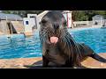 Funniest Seal Sea Lion Videos Hilarious Compilations