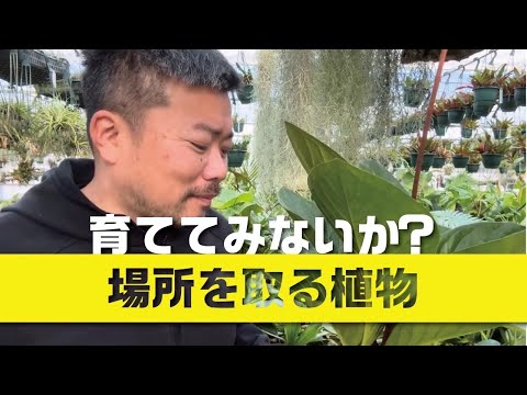 地面に砂糖を入れてもいいですか？植物にとって良いのでしょうか？あなたを驚かせる5つのヒント！  庭園