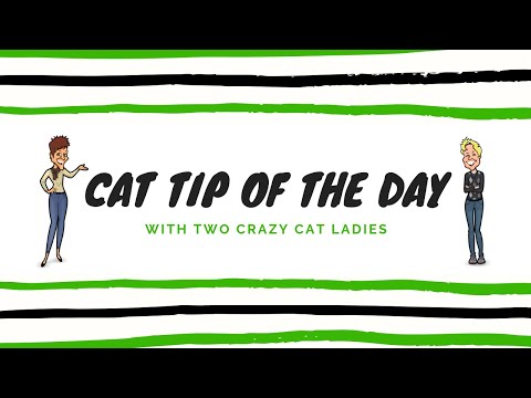 Do Cats Need Carbs? | Two Crazy Cat Ladies