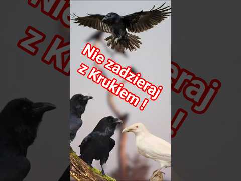 See what a raven, a true brain with wings, can do! Learn its secrets! #raven #birds