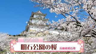 明石公園　桜