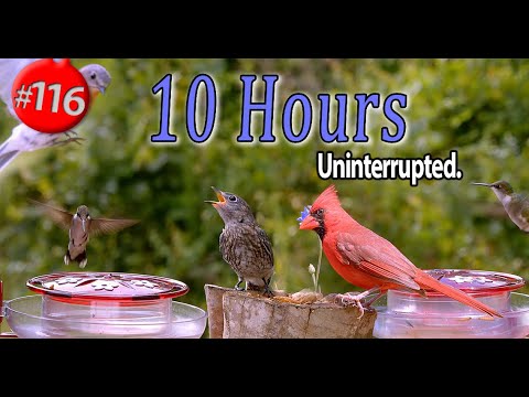 10 Hours 😻 Bluebirds Hummingbirds Cardinals and More  🐦 Uninterrupted CatTV