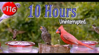 10 Hours 😻 Bluebirds Hummingbirds Cardinals and More  🐦 Uninterrupted CatTV