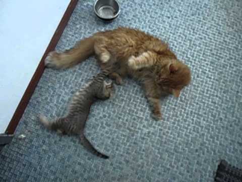 mala cvita i veliki špiro