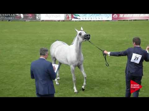 N.21 MALIKAT AL MOLUK - Chantilly 2017 World Cup - 3 Years Old Fillies (Class 3)