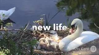 Helen Sloan - Summer Walk by the waters edge