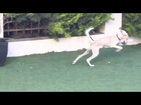 The craziest Saluki ever!!! Risha goes wild with a leash