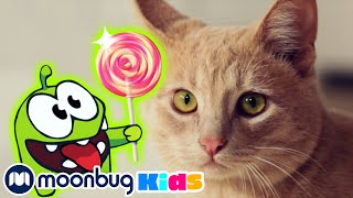 Om Nom Stories – Om Nom and Cat | 옴놈 시즌 1 모아보기 | 옴놈과 고양이+ | 인기동화 | 어린이 만화 | 문복키즈 | Moonbug Kids 인기만화