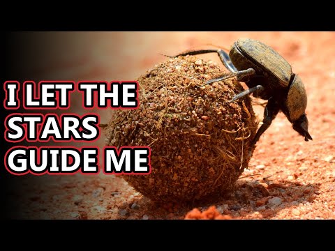 Dung Beetle facts: the poop rollers (and more!) | Animal Fact Files