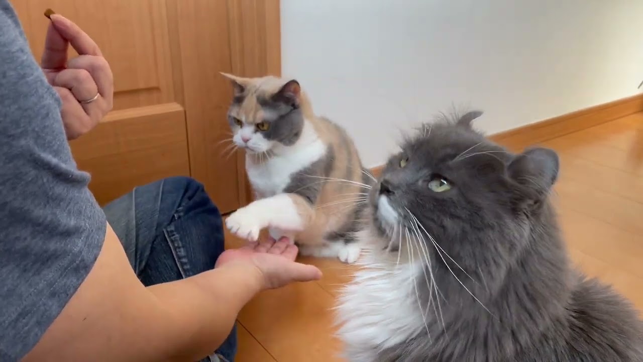 オヤツタイムのお手