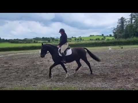 Pony - Image 2