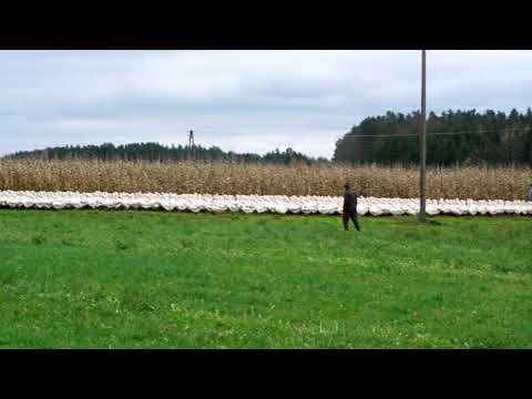 Niedziela (5 11) - PFDF Michałowo - Fabryczna 33 - godz. 15