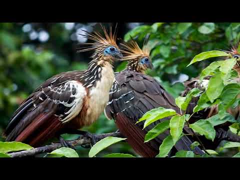 Trío Oriental - Soy Beniano