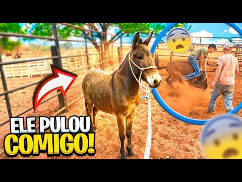 ANDEI NO BURRINHO DO MOREALE