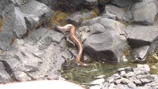 Big Island, Hawaii - Eel hunting a crab!!