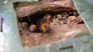 preview picture of video 'Stingless bee Melipona scutellaris 26/07/2009 às 16:51h.'