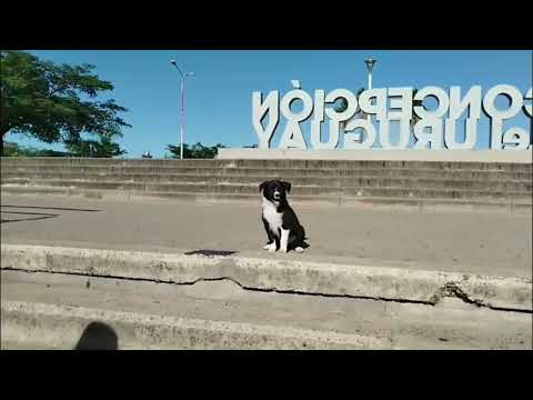 Isla del Puerto - concepción  del  Uruguay - Naturaleza y  rio en calma