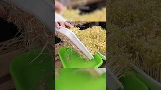Download lagu teknik tanam tauge di rumah  How to Grow Bean Sprouts at Home#shots #shotsvideo   #facts mp3