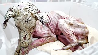 Hairless Street Dog Transforms From Stone to Beautiful & This Rescue Videos Better Than The Dodo