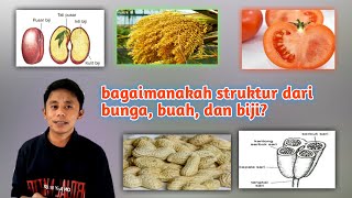 Organ Tumbuhan ( bunga, buah dan biji) | biologi