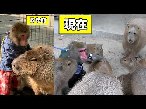 親友だったカピバラが家族をつくって大所帯に！久々に会ったお猿さんの反応が素敵でした