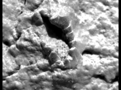 ‘Fish Fossil’ Found By NASA’s Mars Rover (Video) | Alternative | Before ...